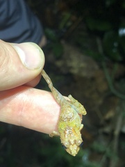 Pristimantis prolatus