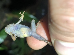 Pristimantis prolatus