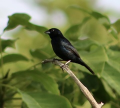Volatinia jacarina