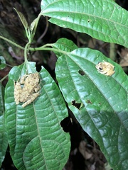Pristimantis rubicundus