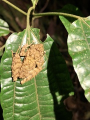 Pristimantis rubicundus