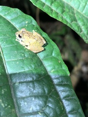 Pristimantis incomptus