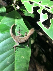 Gelanesaurus flavogularis