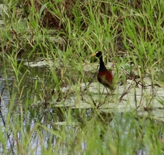 Jacana spinosa