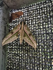 Xylophanes docilis