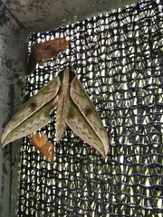 Xylophanes docilis