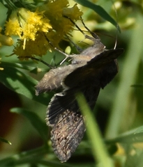 Ctenoplusia oxygramma