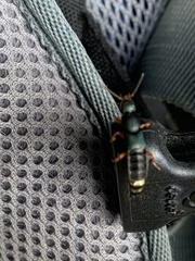 Platydracus fulvipes