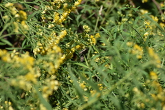 Ctenoplusia oxygramma