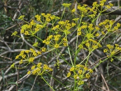 Opopanax hispidus