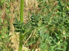 Opopanax hispidus