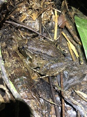 Leptodactylus wagneri