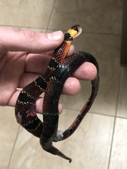 Erythrolamprus guentheri