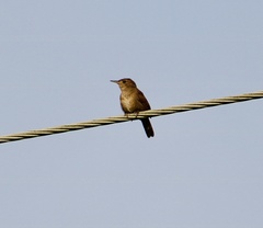 Troglodytes aedon