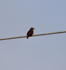 Troglodytes aedon