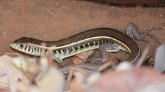 Gerrhosaurus flavigularis