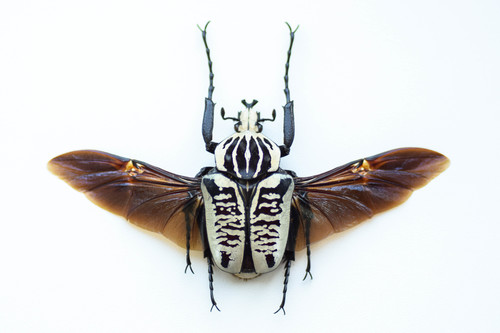 Whitemark Goliath Beetle photographed in Zimbabwe