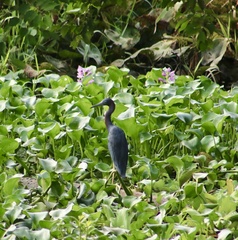 Egretta caerulea