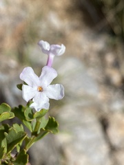 Chascanum cuneifolium