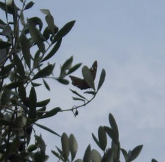 Argynnis paphia