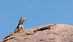 Agama armata