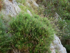 Ptilostemon chamaepeuce cyprius
