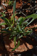 Gazania heterochaeta