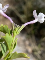 Chascanum cuneifolium