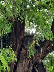 Robinia pseudoacacia