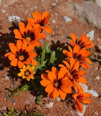 Gazania heterochaeta