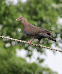 Patagioenas flavirostris