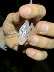 Pristimantis ventrimarmoratus