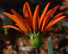 Gazania heterochaeta