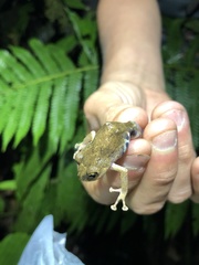 Pristimantis ventrimarmoratus