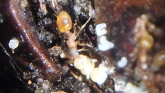 Temnothorax schaumii