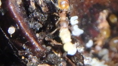 Temnothorax schaumii