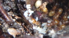 Temnothorax schaumii