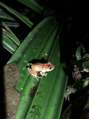 Pristimantis mallii