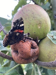 Vanessa atalanta