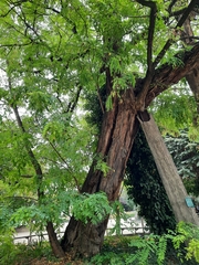 Robinia pseudoacacia