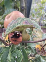 Vanessa atalanta