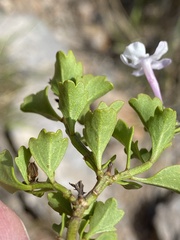 Chascanum cuneifolium