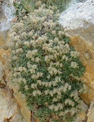 Onosma caespitosa