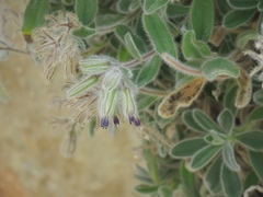 Onosma caespitosa