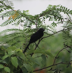 Crotophaga sulcirostris