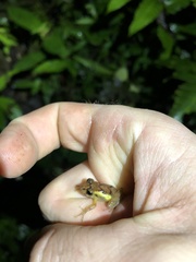 Pristimantis incomptus