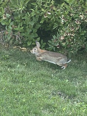 Sylvilagus floridanus
