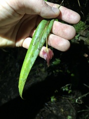 Pleurothallis ruberrima