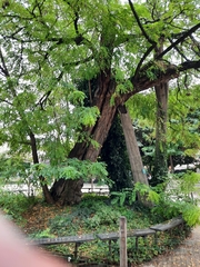 Robinia pseudoacacia