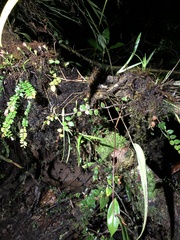 Pleurothallis ruberrima